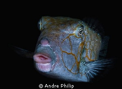 portrait of a boxfish by night by Andre Philip 